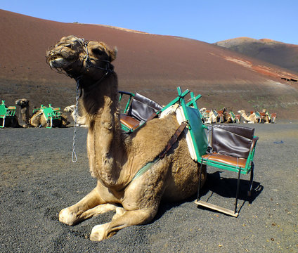Camels in Timanfaya National Park at Lanzarote, Canary Islands (