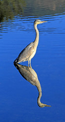 Graureiher - Fischreiher