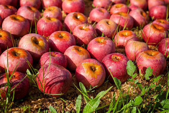 Italian typical apples