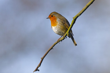 Robin Erithacus rubecula in Hedgerow
