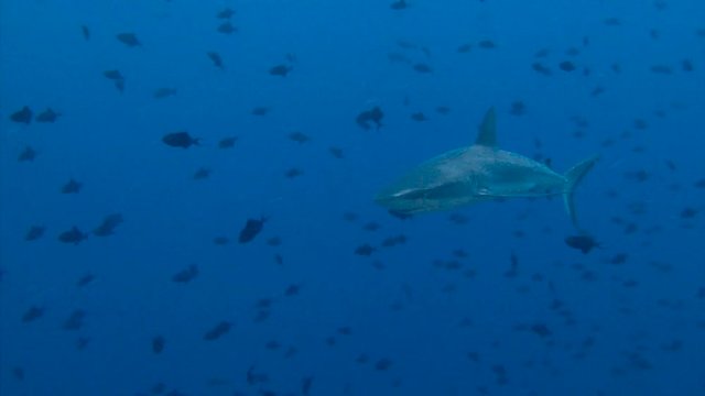 Увлекательные подводные погружения близ архипелага Палау. Рифовые акулы у знаменитого рифа Голубой Угол.