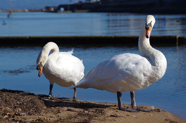 白鳥の夫婦