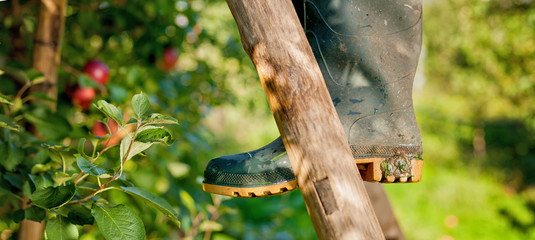Farmer’s boots on a ladder