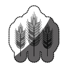 Wheat ear icon. Food grain agriculture and natural theme. Isolated design. Vector illustration