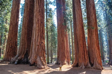 Wandcirkels aluminium Schaal van de gigantische sequoia& 39 s, Sequoia National Park. Californië. ONS © fertatay