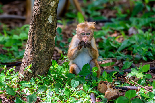 Sri-Lankan toque macaque