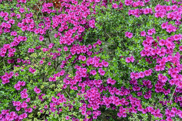 Fototapeta premium purple Blooming rhododendron background