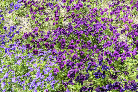 pansies Colorful floral background
