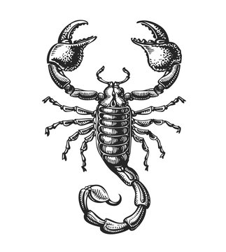 Hand drawn sketch of scorpion. Tattoo animal. Vector illustration