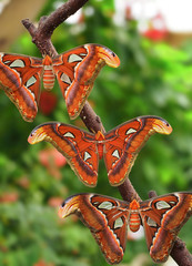 motyl © Pawe