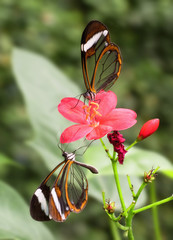 motyl © Pawe
