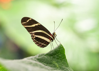 motyl © Pawe
