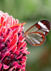 motyl © Pawe