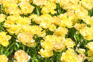 background of tulips of yellow color