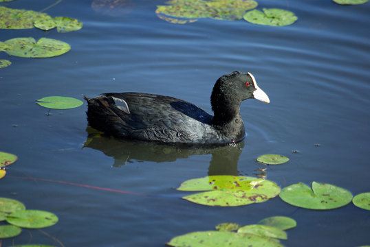 Foulque macroule en &eacute;t&eacute;