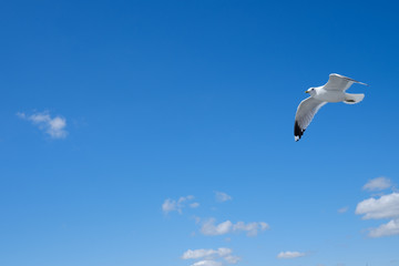Seagull in the sky