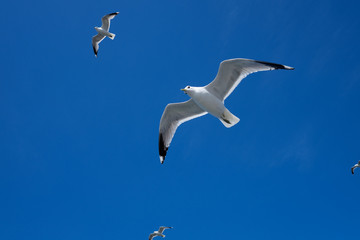 Seagulls in the sky