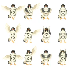 Foto auf Leinwand Set of Falcon Flat icons © amplion
