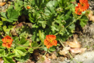 background of flowers called Geum coccineum 'Cooky'