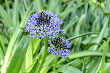 image of the flowers called squill