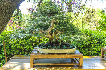 indeterminate bonsai with flowerpot in background vegetable