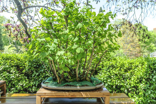 indeterminate bonsai with flowerpot in background vegetable