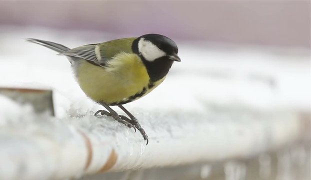 Great Tit, Parus Major lands on snowy roof and fly off again. 