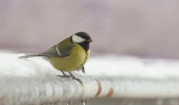 Great Tit, Parus Major lands on snowy roof and fly off again. 