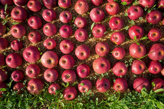 Italian typical apples
