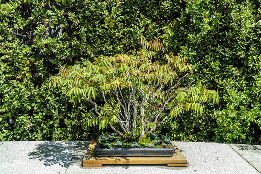 Sumac tree bonsai isolated outdoors
