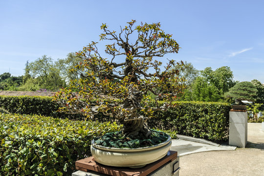 Pomegranate tree bonsai isolated outdoors