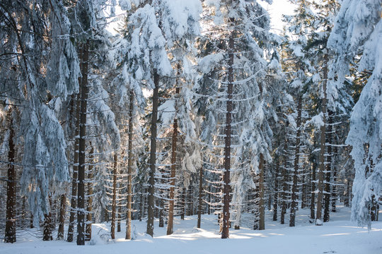 Zasypane śniegiem drzewa w Masywie Śnieżnika, Kotlina Kłodzka