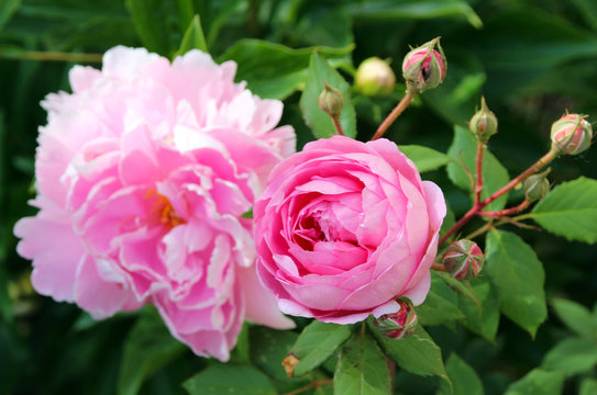 Romantic pink rose and pink peony in the summer garden.