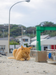 眠り猫