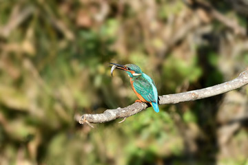 カワセミの食事
