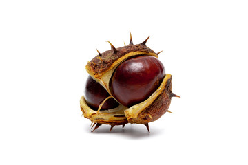 chestnut fruit isolated on white background