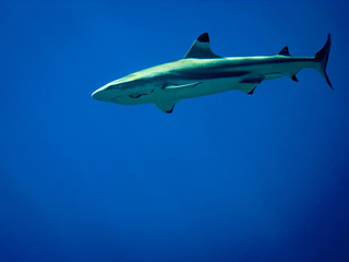 Blacktip Reef Shark cruises off Moorea