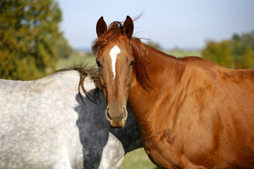 Two beautiful horses playing with each other in a green field summer corral