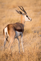 Naklejka na ściany i meble A wary Springbok (Antidorcas marsupialis) in Etosha National Park, Namibia