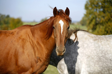 Young horses playing with each other on animal farm summertime