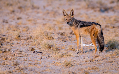 A black-backed jackal (Canis mesomelas) in Etosha National Park, Namibia