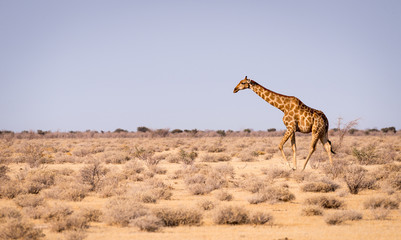 Obraz na płótnie Canvas A giraffe in the early morning light, Etosha National Park, Namibia