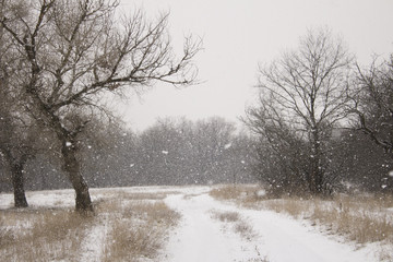 Falling snow in the wood, winter landscape, winter background.