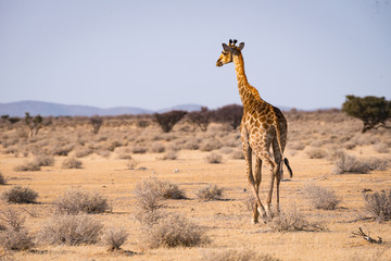 Naklejka na ściany i meble A giraffe in the early morning light, Etosha National Park, Namibia