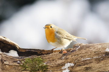 Fototapeta premium Rotkehlchen
