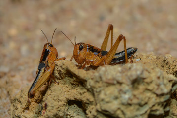 Junge Wanderheuschrecken