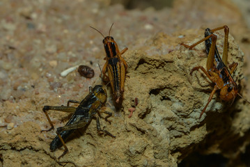 Junge Wanderheuschrecken