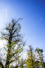 The ginkgo trees scenery in autumn 