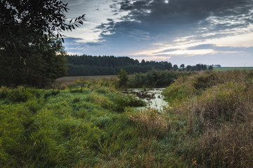 Obraz premium green river with algas at dawn