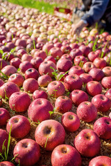 Worker picking apples